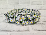 Daisy on Black 1.5" Large Martingale Dog Collar 17"-24"